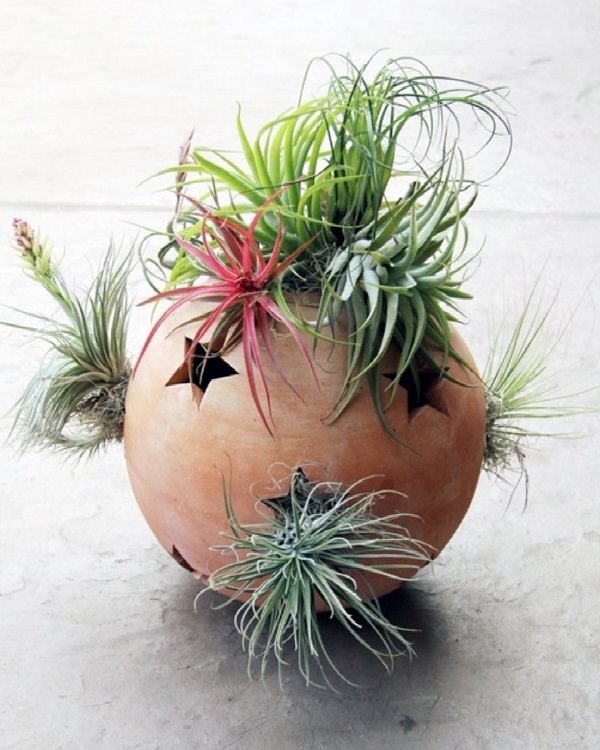 Decorating Ideas with air plants 5