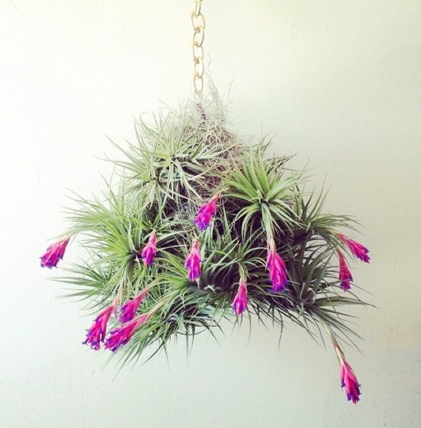 Decorating Ideas with air plants 7