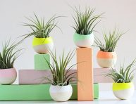 imagen Ideas de decoración con plantas aéreas