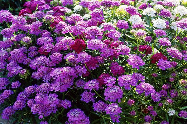 Annuals that are autosiembran 5