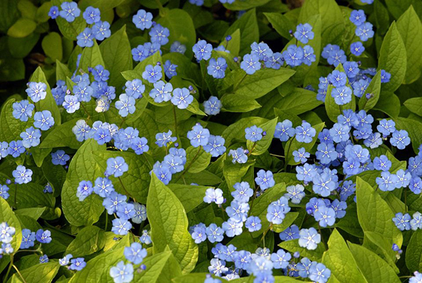 Annuals that are autosiembran 10