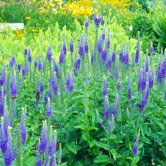 20 plantas perennes de flor para tu jardín