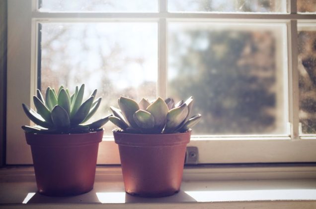 8 ways to kill an indoor plant 7