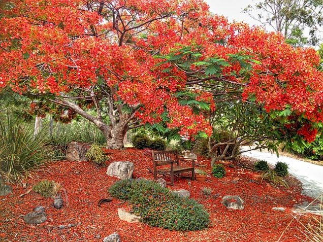 Cómo diferenciar el flamboyán de la jacaranda