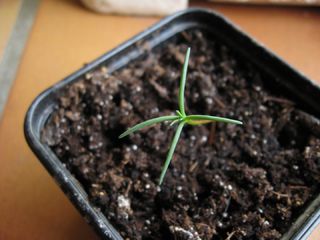 How to grow a giant sequoia from seed 9