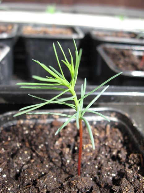 How to grow a giant sequoia from seed 10