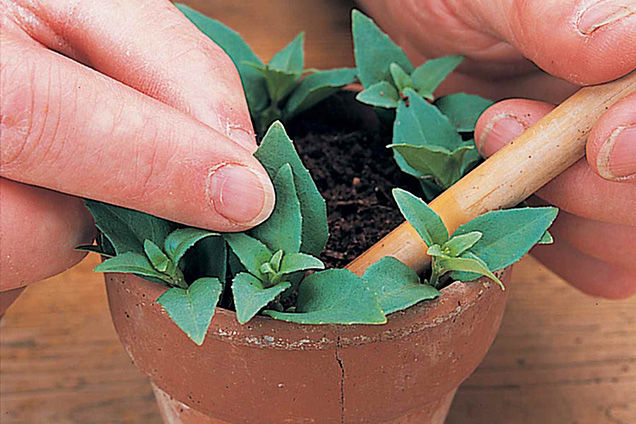 Play fuchsias by cuttings semileñosos 5