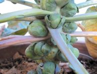 imagen Cultivar coles de Bruselas en maceta