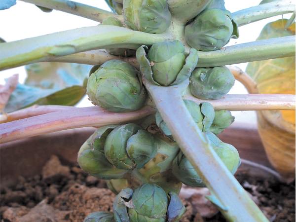 Grow Brussels sprouts in pots 2