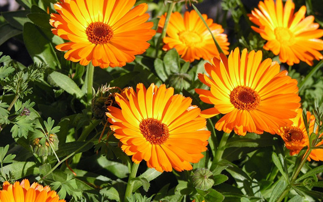 Flores para un jardín de invierno