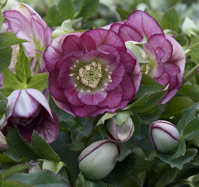 Flores para un jardín de invierno