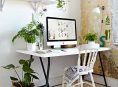 imagen Guía de cuidados de las plantas de interior