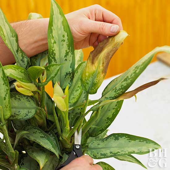 Care guide indoor plants 6