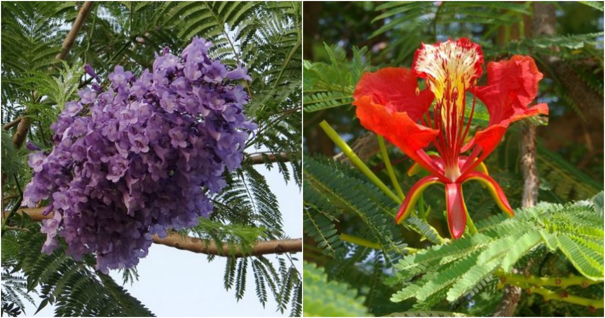 Cómo diferenciar el flamboyán de la jacaranda