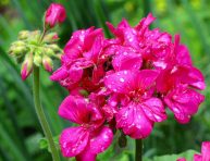 imagen Mejores plantas de flor para personas alérgicas