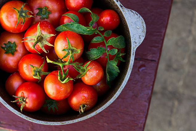 The 10 best tips for growing tomatoes 1