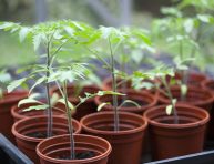 imagen Los 10 mejores consejos para cultivar tomates