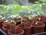 imagen Los 10 mejores consejos para cultivar tomates