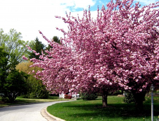 Los mejores árboles para un jardín pequeño