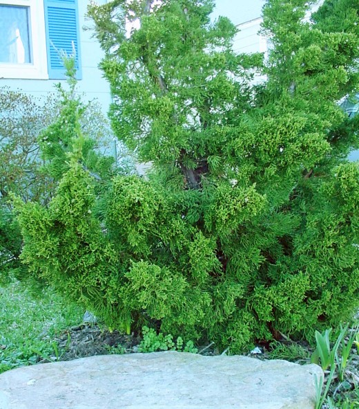 The best trees for a small garden 8