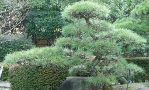 The best trees for a small garden 12