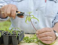 imagen Reproducir hierbas aromáticas arbustivas por esquejes