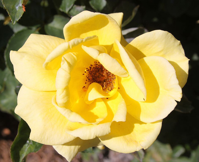 Top 10 roses more fragrant 6