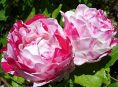 imagen Top 10 de las rosas más fragantes