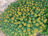 imagen 9 beneficios para la salud de la Rhodiola rosea