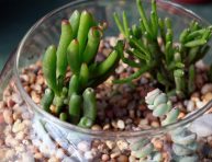 imagen Cultivo de Euphorbia tirucalli