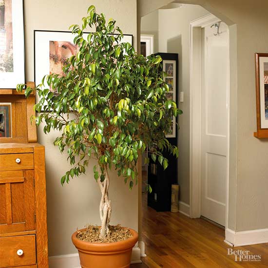 Árboles de interior para decorar cualquier espacio