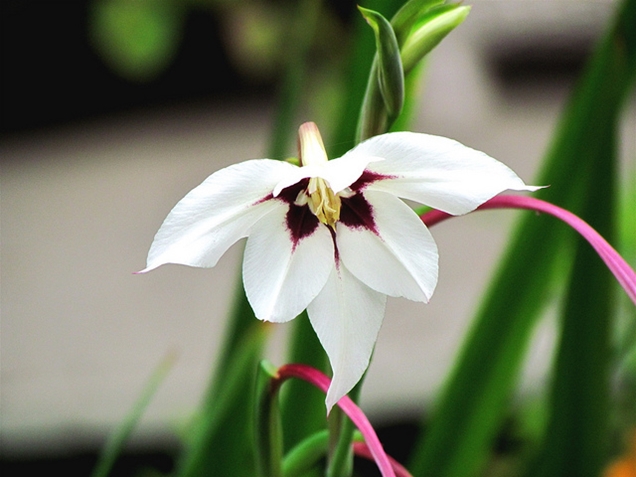 Acidanthera