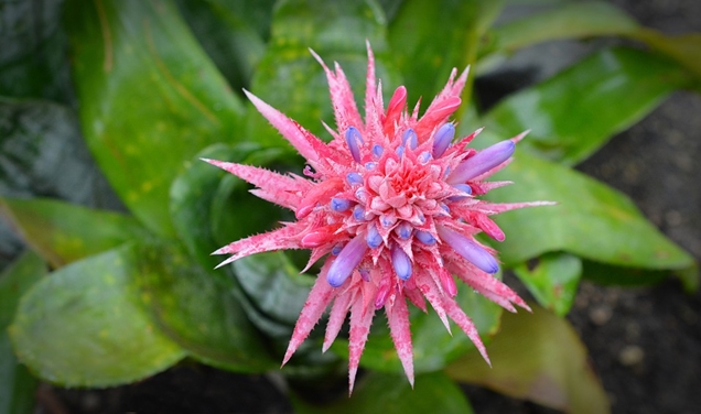 Aechmea