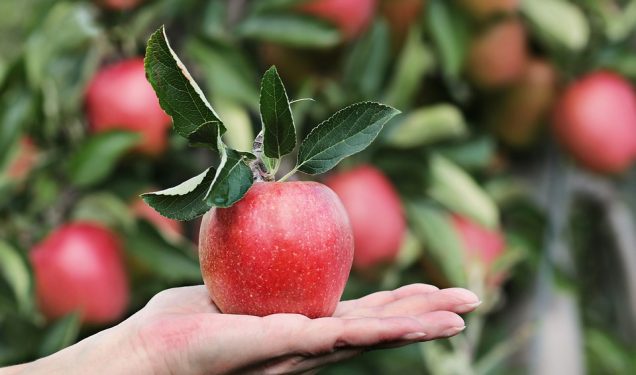 Motivos por los que un árbol no da frutos