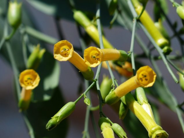 Nicotiana