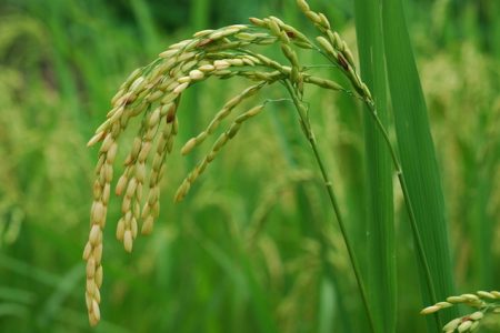 Guía completa para tener tu jardín acuático