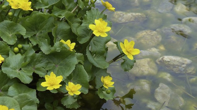 Guía completa para tener tu jardín acuático