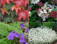 imagen 8 Plantas resistentes que puedes tener en tu jardín