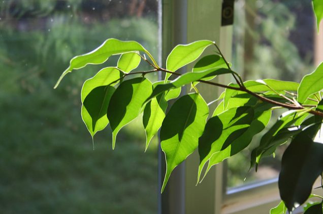 ficus benjamina