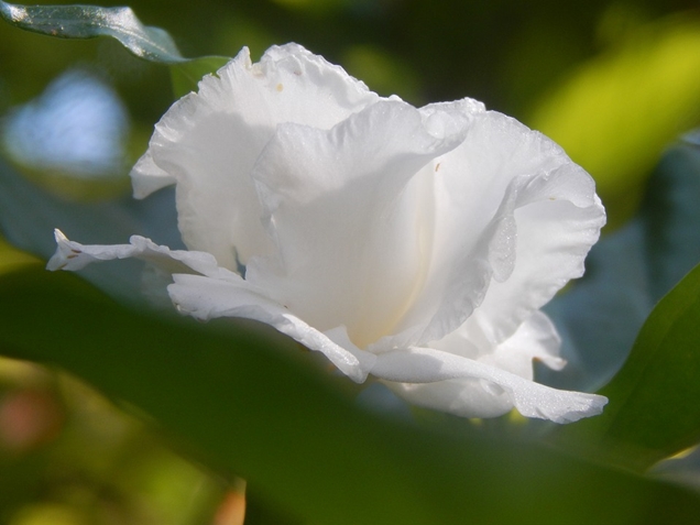 Cuidados de la gardenia