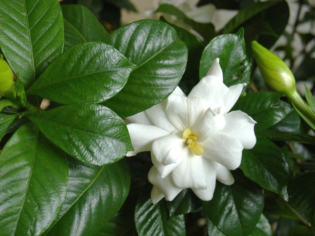 Cuidados de la gardenia