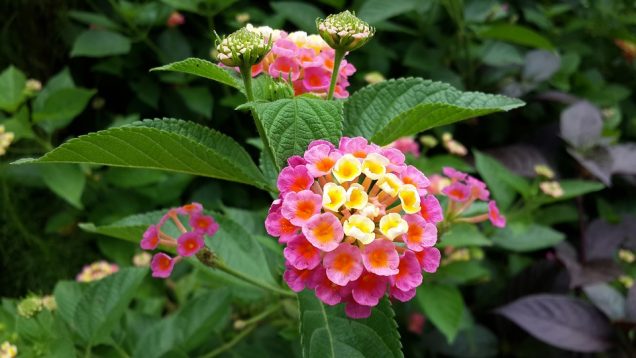 Lantana, un arbusto con flores bellas y coloridas