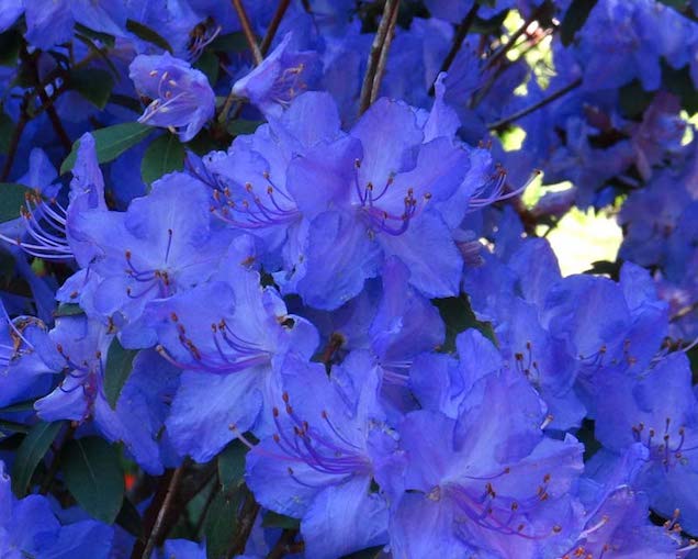 Las diferentes variedades de rododendros o azaleas