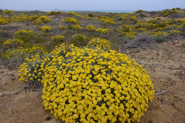 15 Plantas que son muy resistentes