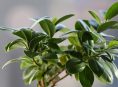 imagen ¿Cuáles son los cuidados del ficus? ¡Aquí te los dejamos!