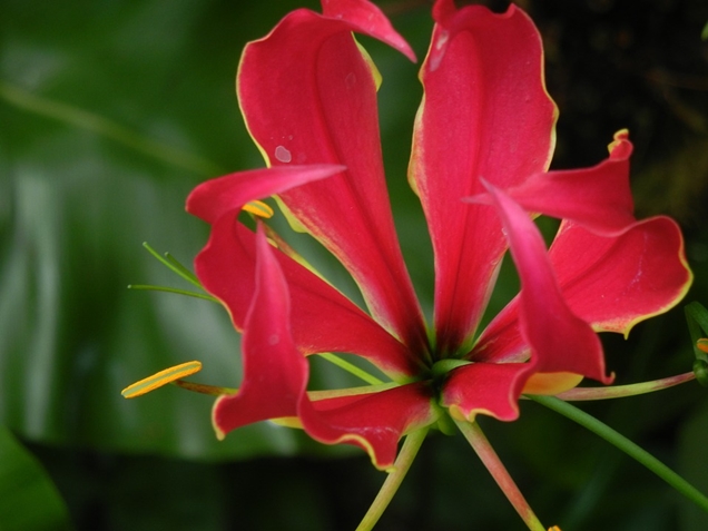 Cuidados de la Gloriosa