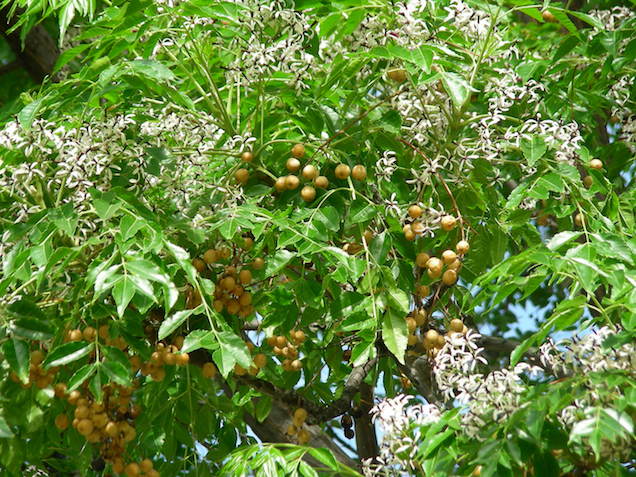 Cómo cuidar el árbol de paraíso?