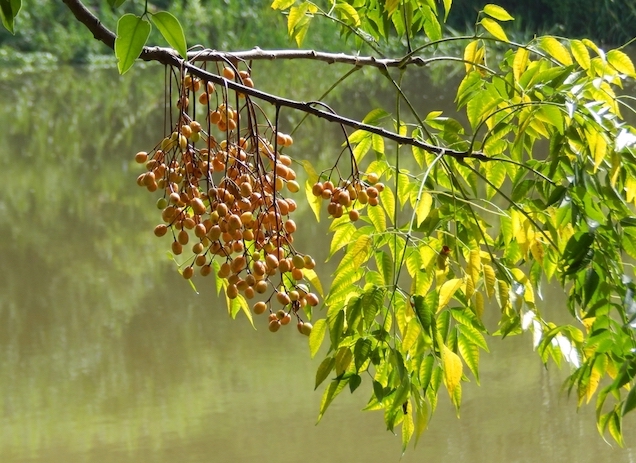 Cómo cuidar el árbol de paraíso?