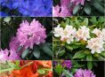 imagen Las diferentes variedades de rododendros o azaleas