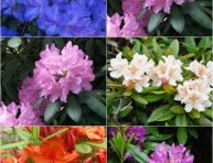 imagen Las diferentes variedades de rododendros o azaleas